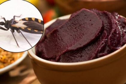 JOVEM MORRE APÓS CONSUMIR AÇAÍ CONTAMINADO COM FEZES DO INSETO TRANSMISSOR DA DOENÇA DE CHAGAS JOVEM MORRE APÓS CONSUMIR AÇAÍ CONTAMINADO COM FEZES DO INSETO TRANSMISSOR DA DOENÇA DE CHAGAS